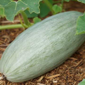 Squash Banana Blue - Cucurbita maxima
