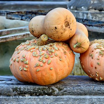 Squash Galeux d'Eysines organic seeds - Pumpkin