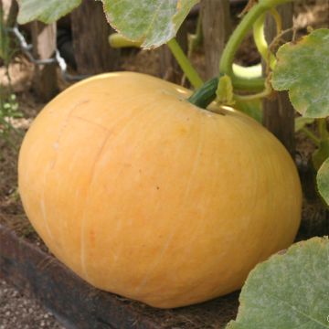 Pumpkin Jaune Gros de Paris - Cucurbita maxima