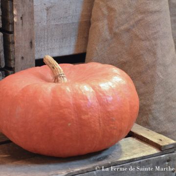 Pumpkin Rouge Vif dEtampes - Ferme de Sainte Marthe seeds