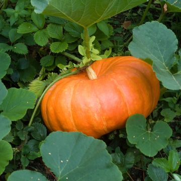 Pumpkin Rouge Vif d'Etampes organic seeds