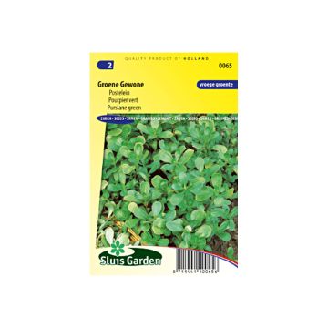 Green Purslane - Portulaca oleracea