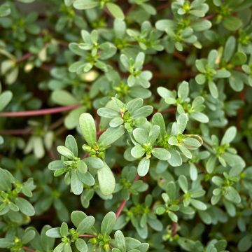 Green or common Purslane - Portulaca oleracea