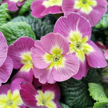 Primula pubescens Plums & Custard - Tyrol Primrose