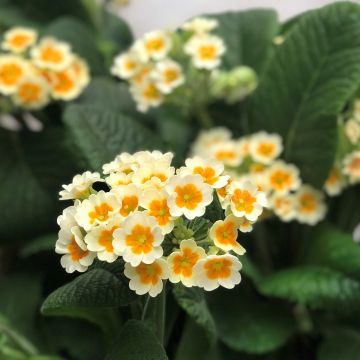 Primula  Cream Orange Eye - Oxlip