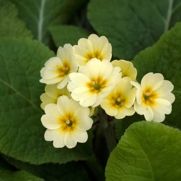 Primula eliator Veristar Yellow - Oxlip