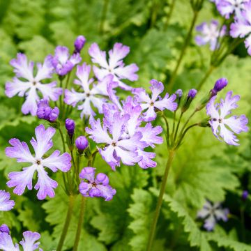 Primula sieboldii Dancing Ladies - Primrose