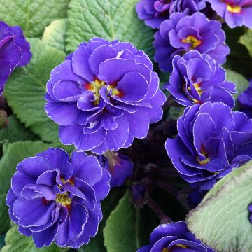Primula vulgaris Miss Indigo - English Primrose