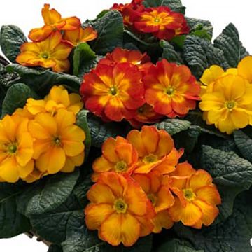 Primula Primus F1 Autumn Fire - Hybrid Primrose