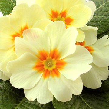 Primula vulgaris Rambo F1 'Lemon Cream'