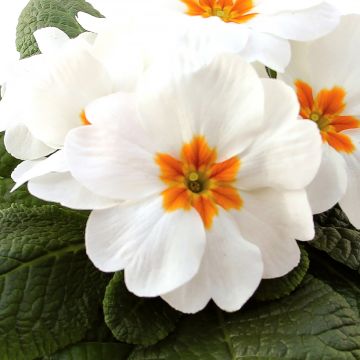 Primula vulgaris Rambo F1 White - English Primrose