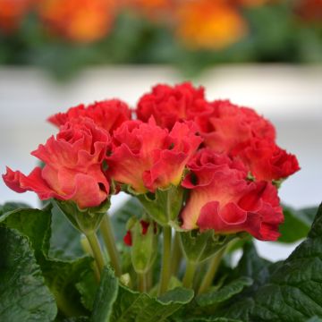 Primula vulgaris Rosebud F1 Red Shades - English Primrose