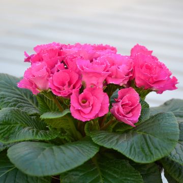 Primula vulgaris Rosebud F1 Rose Shades - English Primrose