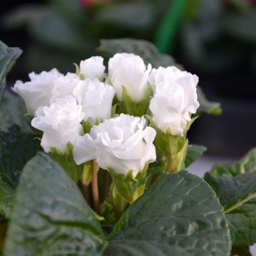 Primula vulgaris Rosebud F1 White - English Primrose