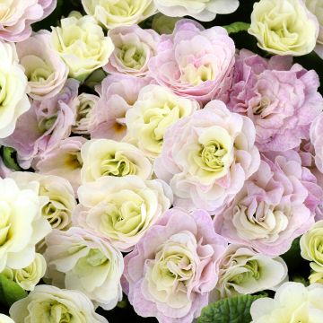 Primula vulgaris Belarina Pink Ice- English Primrose