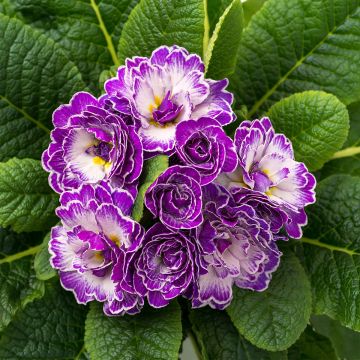 Primula vulgaris Belarina Purple Dawn- English Primrose