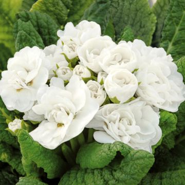 Primula vulgaris Belarina Snow- English Primrose