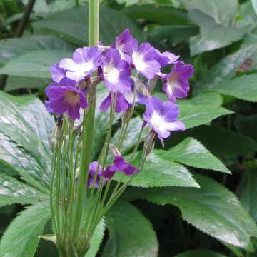 Primula alpicola var. violacea - Primrose
