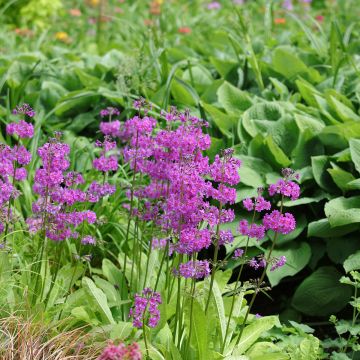 Primula beesiana - Primrose