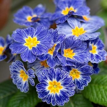 Primula polyantha Tie Dye - Hose-in-hose