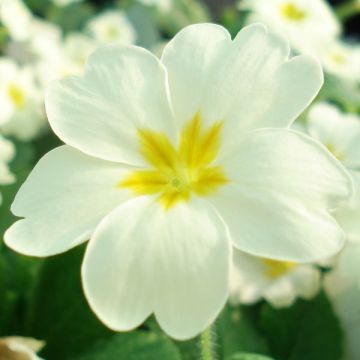 Primula vulgaris - English Primrose