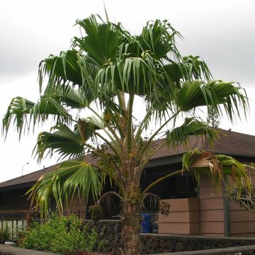 Pritchardia remota - Pritchardia Palm