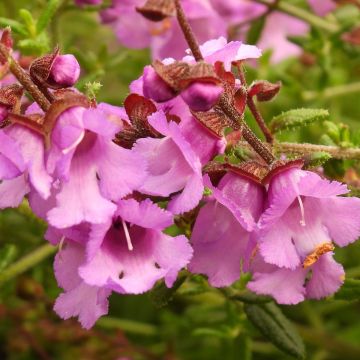 Prostanthera rotundifolia Rosetta