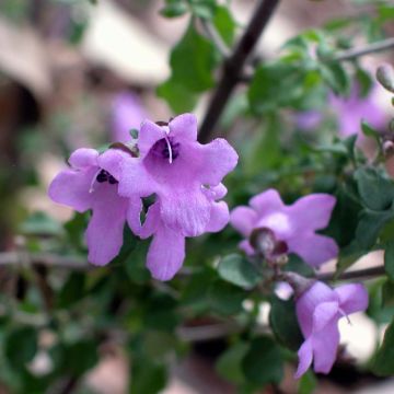 Prostanthera rotundifolia - Mint Bush