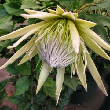 Protea cynaroides White Crown