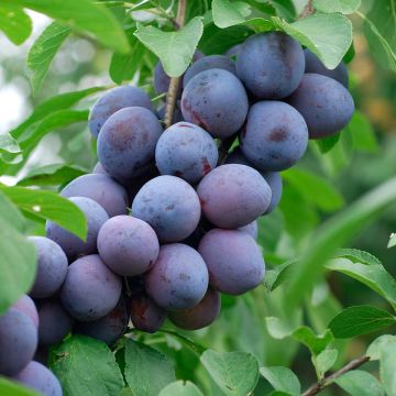 Prunus domestica Hauszwetsche - Common plum