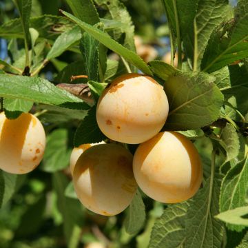 Organic Badoual Mirabelle Plum