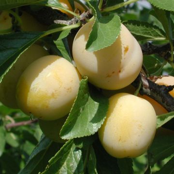 Prunus domestica Miraclaude - Common plum