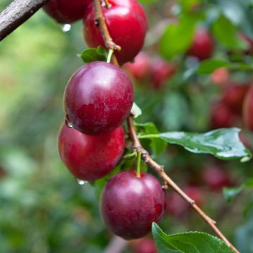 Prunus domestica Opal