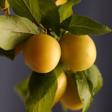 Prunus domestica Reinegold- Common plum