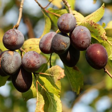 Prunus domestica Wignon - Common plum