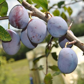 Prunus domestica Quetsche d'Alsace - Common plum