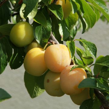Prunus domestica Reine Claude Diaphane - Common plum