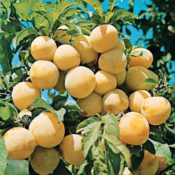 Prunus domestica Reine Claude d'Oullins - Organic Common plum
