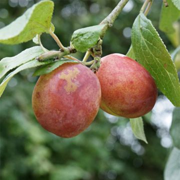 Prunus domestica Victoria - Common plum