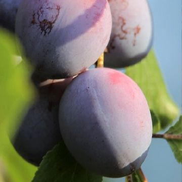 Prunus domestica Hanna - Plum