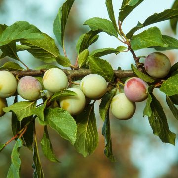 Prunus domestica Reine Claude d'Oullins - Common plum