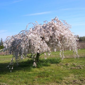Prunus Snow Fountains - Cherry
