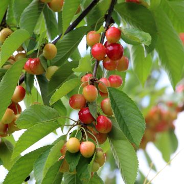 Prunus avium Kunzego (Kunzes Kirche) - Cherry Tree