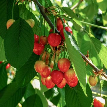 Prunus avium Büttners Rote Knorpelkirsche- Cherry Tree