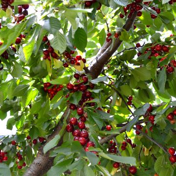 Prunus avium Schneiders Späte Knorpelkirsche - Cherry Tree