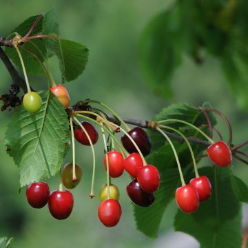 Prunus cerasus Anglaise Hâtive - Organic Tart Cherry Tree