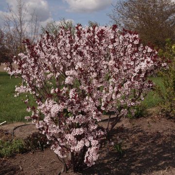 Prunus x cistena - Purple-leaved Sand Cherry