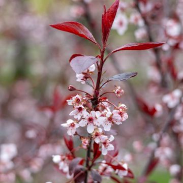 Prunus x cistena - Purple-leaved Sand Cherry