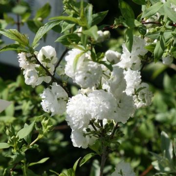 Prunus glandulosa Alba Plena - Dwarf flowering Almond