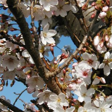 Prunus hillieri Spire - Cherry